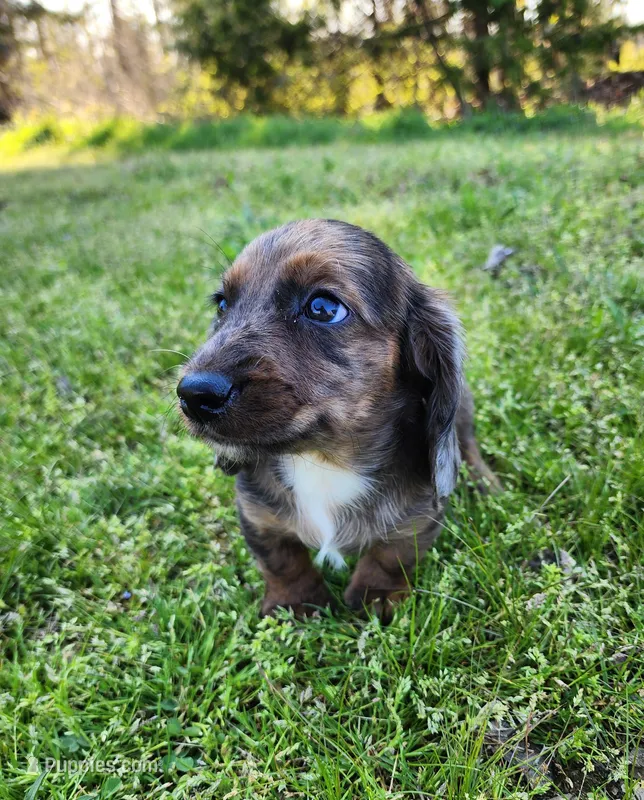 Romeo – Miniature Dachshund puppy for sale in Hartville, MO