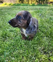 Romeo, a male Miniature Dachshund for sale in Hartville, MO – Photo 3 of 10