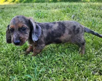 Romeo, a male Miniature Dachshund for sale in Hartville, MO – Photo 9 of 10