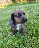 Romeo, a male Miniature Dachshund for sale in Hartville, MO – Photo 8 of 10