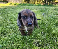 Romeo, a male Miniature Dachshund for sale in Hartville, MO – Photo 10 of 10