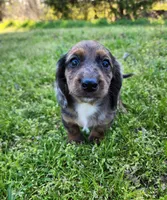 Romeo, a male Miniature Dachshund for sale in Hartville, MO – Photo 2 of 10