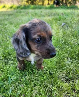 Romeo, a male Miniature Dachshund for sale in Hartville, MO – Photo 5 of 10