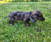Romeo, a male Miniature Dachshund for sale in Hartville, MO – Photo 6 of 10