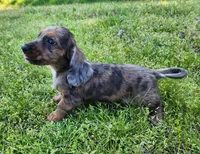 Romeo, a male Miniature Dachshund for sale in Hartville, MO – Photo 7 of 10