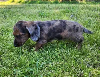 Romeo, a male Miniature Dachshund for sale in Hartville, MO – Photo 4 of 10