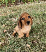 Eliot, a male Miniature Dachshund for sale in Hartville, MO – 9 of 10