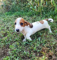 Indy, a male Miniature Dachshund for sale in Hartville, MO – 3 of 10