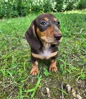 Whiskey , a male Miniature Dachshund for sale in Hartville, MO – 3 of 10