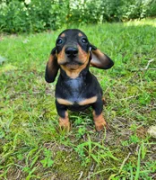 Walker, a male Miniature Dachshund for sale in Hartville, MO – 10 of 10
