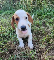 Ike, a male Miniature Dachshund for sale in Hartville, MO – 6 of 10