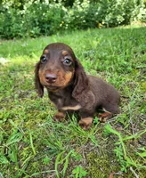 Willow, a female Miniature Dachshund for sale in Hartville, MO – 5 of 10