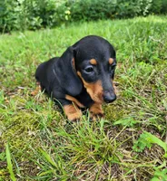Winston , a male Miniature Dachshund for sale in Hartville, MO – 2 of 10