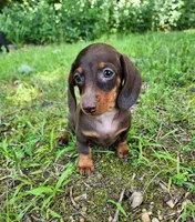 Wendy, a female Miniature Dachshund for sale in Hartville, MO – 10 of 10