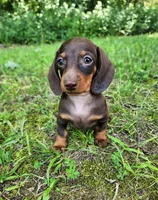 Wendy, a female Miniature Dachshund for sale in Hartville, MO – 1 of 10