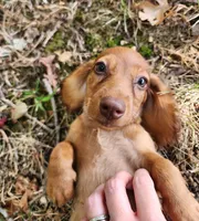 Eli , a male Miniature Dachshund for sale in Hartville, MO – 6 of 8