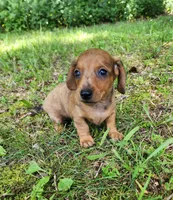 Banjo, a male Miniature Dachshund for sale in Hartville, MO – 2 of 10