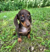 Wendy, a female Miniature Dachshund for sale in Hartville, MO – 9 of 10