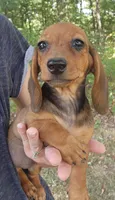 Daisy, a female Miniature Dachshund for sale in Hartville, MO – 2 of 7