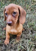 Finn, a male Miniature Dachshund for sale in Hartville, MO – 3 of 6