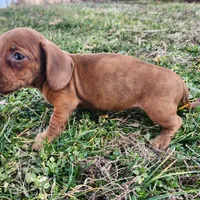 Octavia , a female Miniature Dachshund for sale in Hartville, MO – Photo 8 of 8