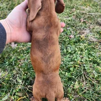 Octavia , a female Miniature Dachshund for sale in Hartville, MO – Photo 3 of 8