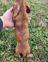 Octavia , a female Miniature Dachshund for sale in Hartville, MO – Photo 3 of 8