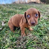 Octavia , a female Miniature Dachshund for sale in Hartville, MO – Photo 7 of 8