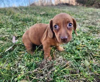 Octavia , a female Miniature Dachshund for sale in Hartville, MO – Photo 7 of 8