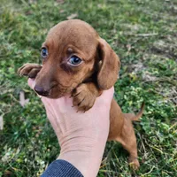 Octavia , a female Miniature Dachshund for sale in Hartville, MO – Photo 4 of 8