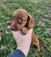 Octavia , a female Miniature Dachshund for sale in Hartville, MO – Photo 4 of 8