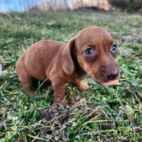 Octavia , a female Miniature Dachshund for sale in Hartville, MO – Photo 1 of 8