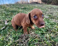 Octavia , a female Miniature Dachshund for sale in Hartville, MO – Photo 1 of 8
