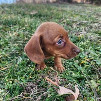 Octavia , a female Miniature Dachshund for sale in Hartville, MO – Photo 2 of 8
