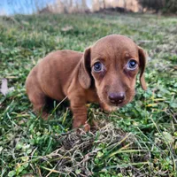 Octavia , a female Miniature Dachshund for sale in Hartville, MO – Photo 6 of 8