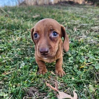 Octavia , a female Miniature Dachshund for sale in Hartville, MO – Photo 5 of 8