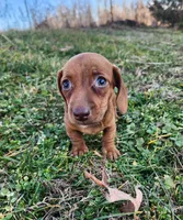 Octavia , a female Miniature Dachshund for sale in Hartville, MO – Photo 5 of 8
