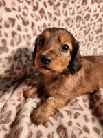 Khloe, a female Miniature Dachshund for sale in Hartville, MO – Photo 5 of 10