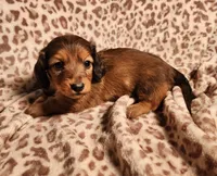 Khloe, a female Miniature Dachshund for sale in Hartville, MO – Photo 8 of 10