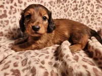 Khloe, a female Miniature Dachshund for sale in Hartville, MO – Photo 7 of 10