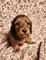 Khloe, a female Miniature Dachshund for sale in Hartville, MO – Photo 2 of 10