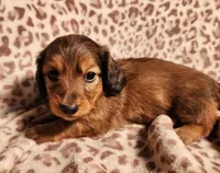 Khloe, a female Miniature Dachshund for sale in Hartville, MO – Photo 3 of 10