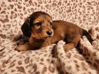 Khloe, a female Miniature Dachshund for sale in Hartville, MO – Photo 6 of 10
