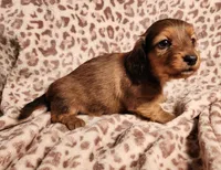 Khloe, a female Miniature Dachshund for sale in Hartville, MO – Photo 4 of 10