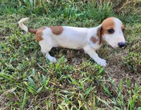Indy, a male Miniature Dachshund for sale in Hartville, MO – 7 of 10