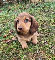 Noah , a male Miniature Dachshund for sale in Hartville, MO – Photo 5 of 5