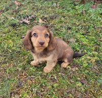 Noah , a male Miniature Dachshund for sale in Hartville, MO – Photo 3 of 5
