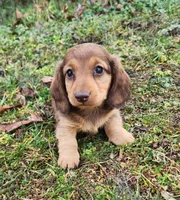 Noah , a male Miniature Dachshund for sale in Hartville, MO – Photo 2 of 5