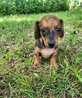 Bindi, a female Miniature Dachshund for sale in Hartville, MO – 10 of 10