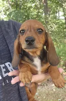 Dax, a male Miniature Dachshund for sale in Hartville, MO – 4 of 10
